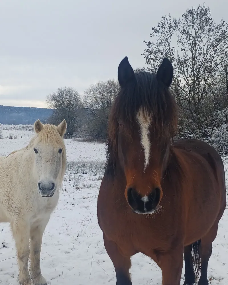 chevaux au pres (7)