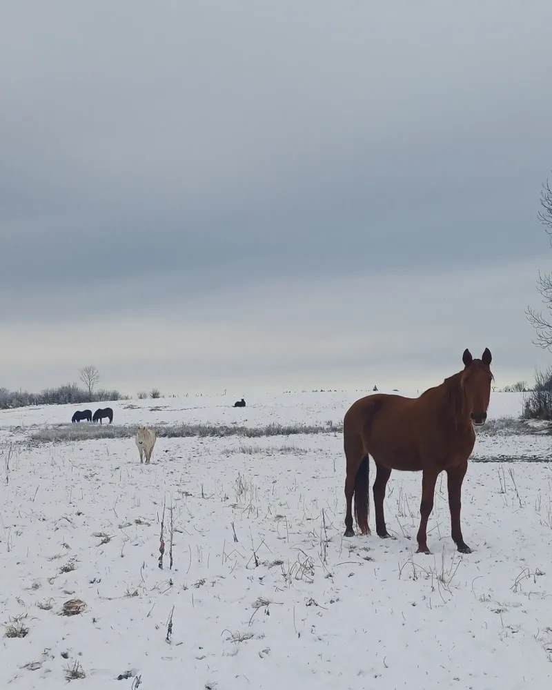 chevaux au pres (11)